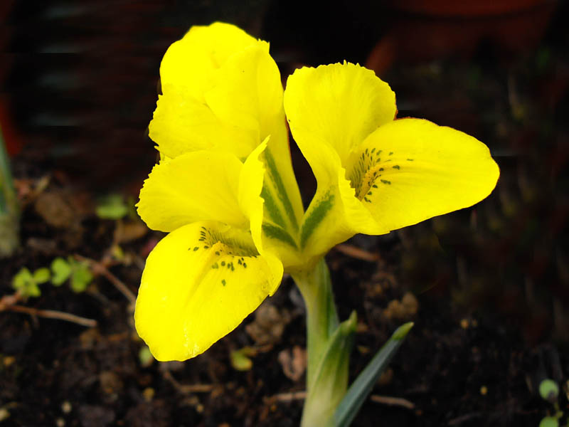 Iris danfordiae photo